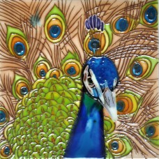 6"x6" Peacock 
