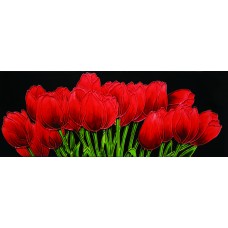  6" X 16" Red Tulips with Black Background