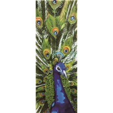  6" X 16" Peacock